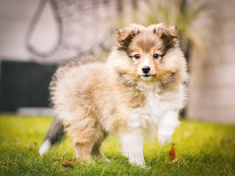 Andrea Lüders - Hundeschule