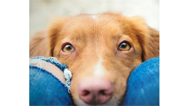 Flitzpiepe - Hundetraining & Freizeitspaß Katrin Werstler