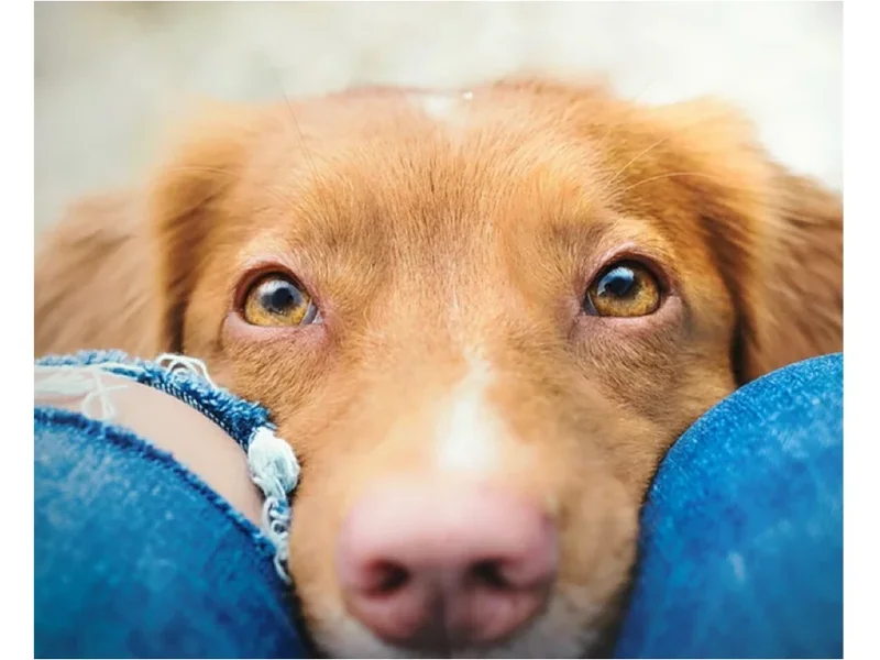 Flitzpiepe - Hundetraining & Freizeitspaß Katrin Werstler