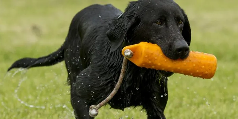 Rita Kosanke Hundetrainer • Hundeschule in HH-Harburg und Umgebung • spot your dog