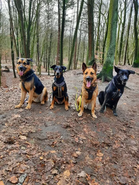 Hundeschule Stadtrandpfoten