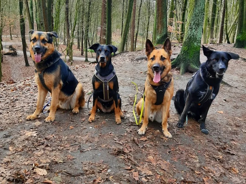 Hundeschule Stadtrandpfoten