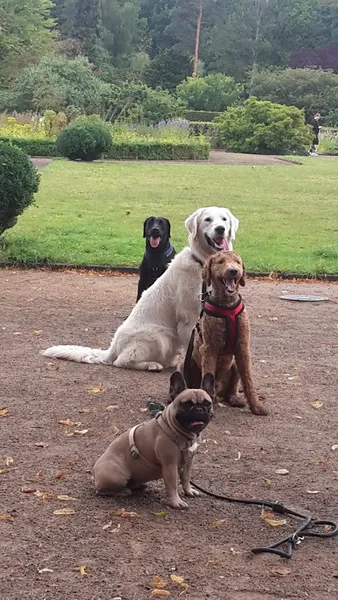 Hundeschule Hundgerecht Hamburg Ute Pollack