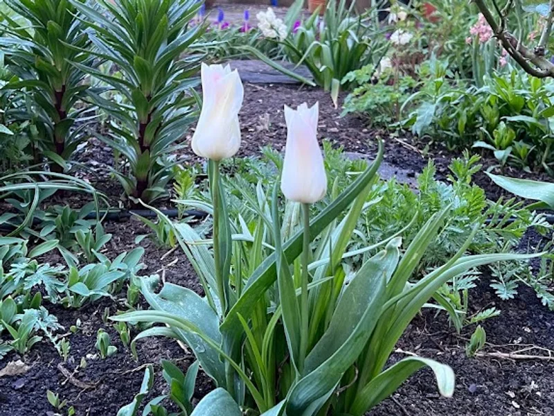 Kleingartenverein Reinbeker Redder e.V. 611