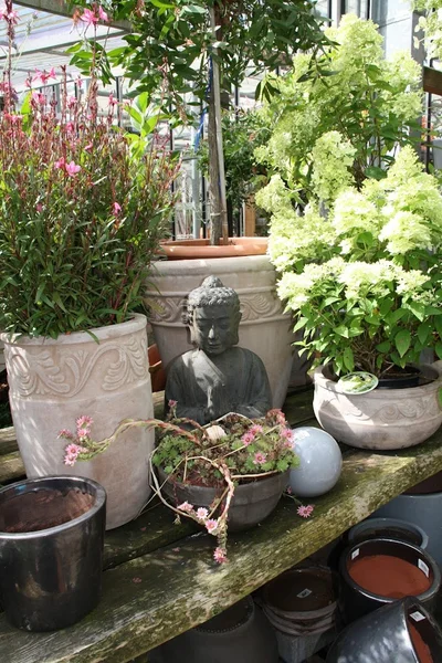 Blumen Tomfort Verkaufsgärtnerei Pflanzen-Überwinterunsgservice