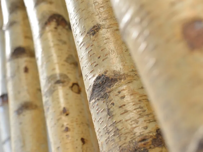 Zahnärzte am Hirschgarten Dres. Martin Und Laura Bulst