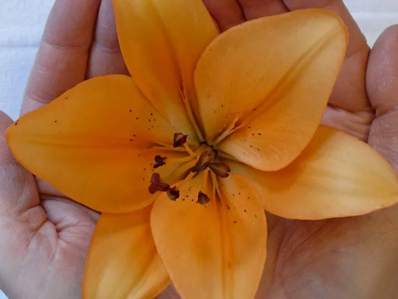 Kosmetik Linhuber | Fachinstitut für Kosmetik und med. Fußpflege