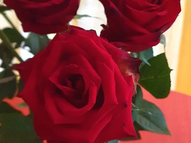 Happy Health, Kathrin Günther, Heilpraktikerin und Dipl.-Biol.