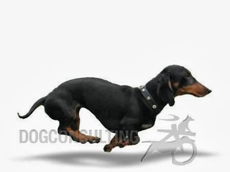 Hundeschule München Die Welpenklappe