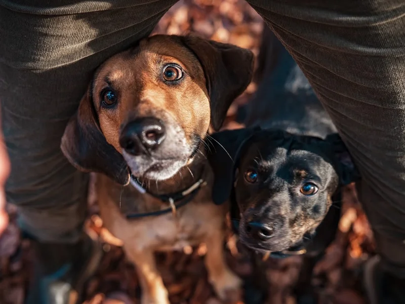 Hundeschule Wauschlau