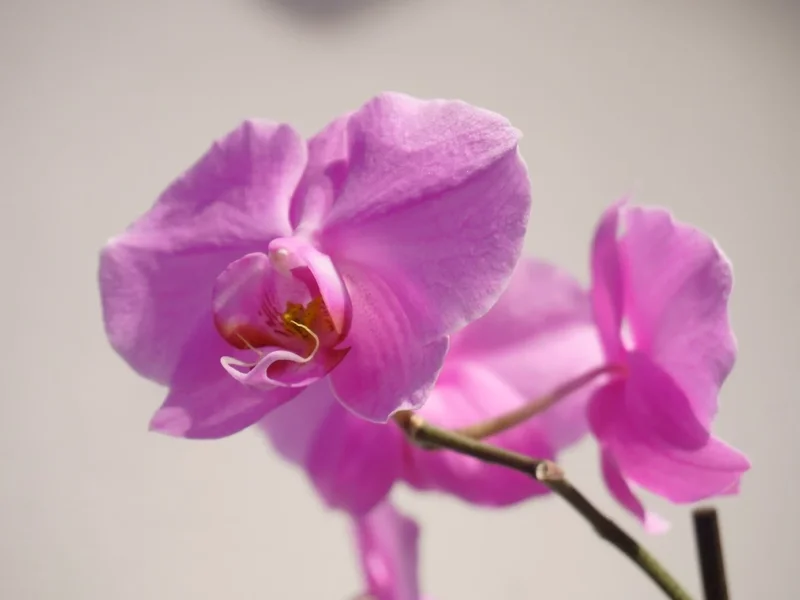 Zahnarztpraxis Jenny Kraiser