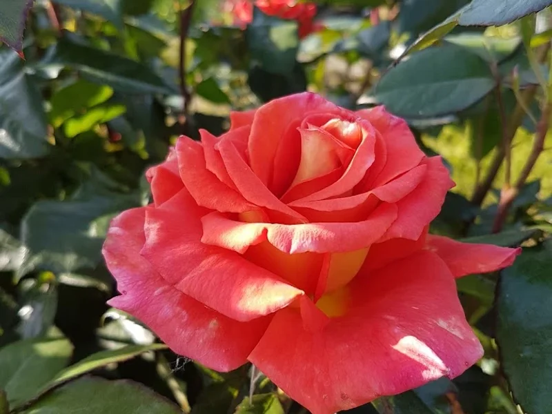 Gartenverein Wilhelmsburg von 1918 e.V.