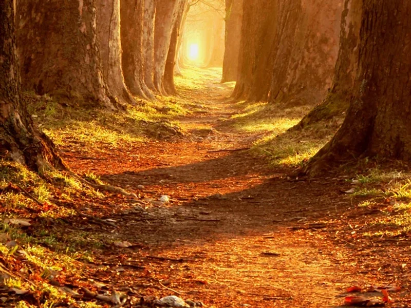 Heilpraktiker Florian Richter