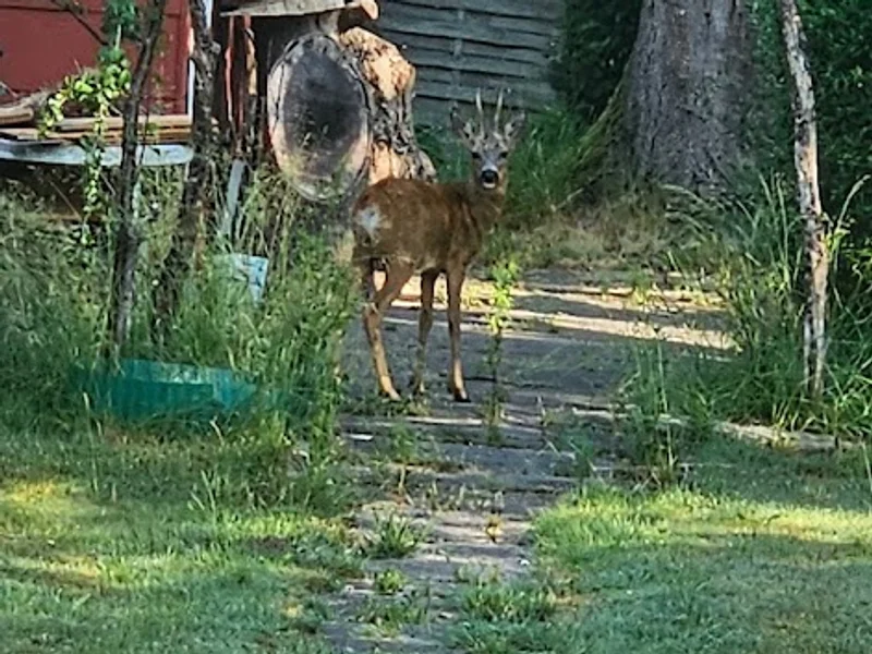 Kleingartenverein Diekmoor III e.V. -462- Alte Koppel
