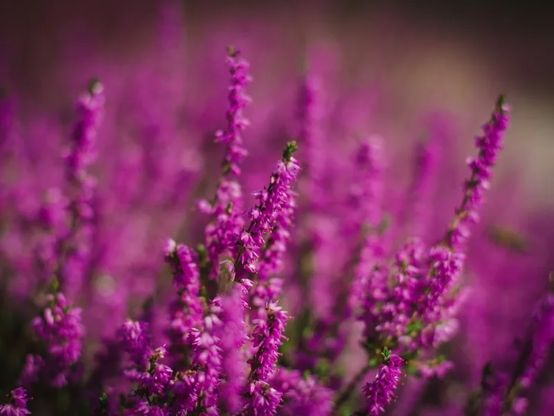 Daniela Fosch Fotografie