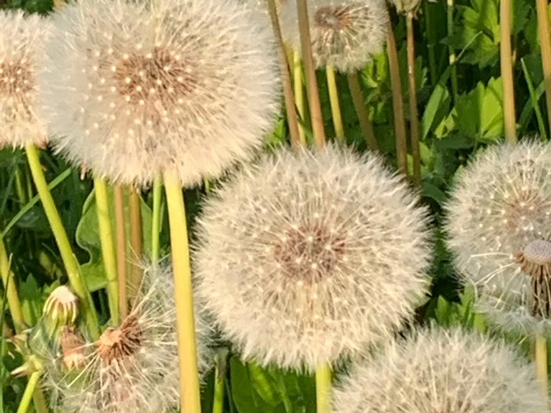 Angela Blume . Heilpraktikerin . Naturheilpraxis. Walddörfer . Hamburg - Volksdorf