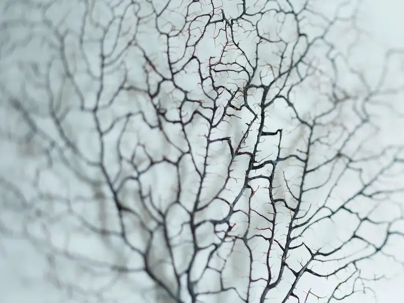 Naturheilpraxis Birgit Beckherrn