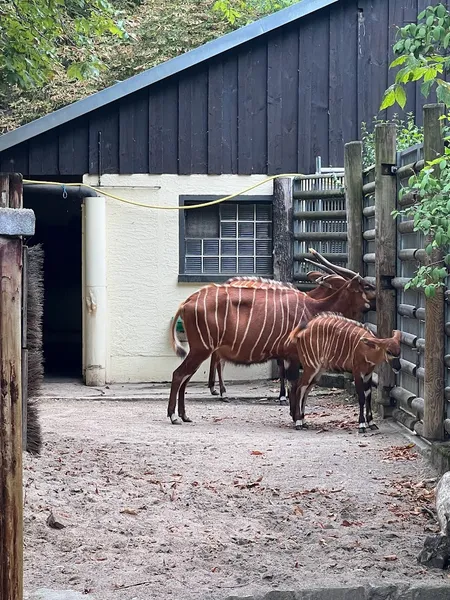 KFZ Werkstatt am Zoo - Rep.aller Marken, TÜV, Inspektion, KimaService, MercedesService, Karosserie u Lack