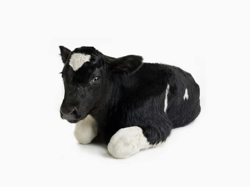 Mike Hering Fleischgroßhandel GmbH