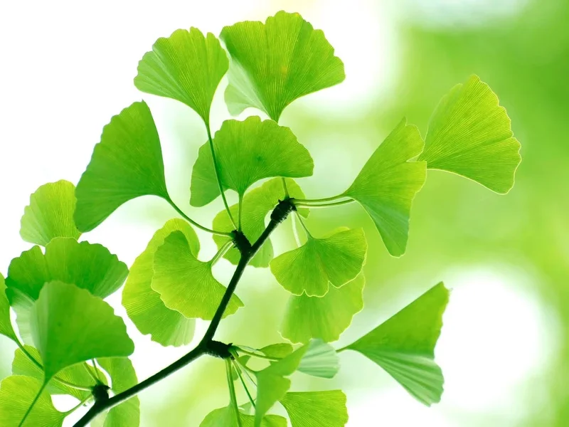 Ganzheitliche Naturheilpraxis Christina Kaiser