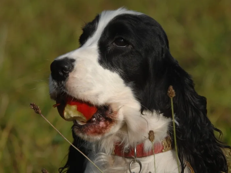 Kleintierpraxis Drescher