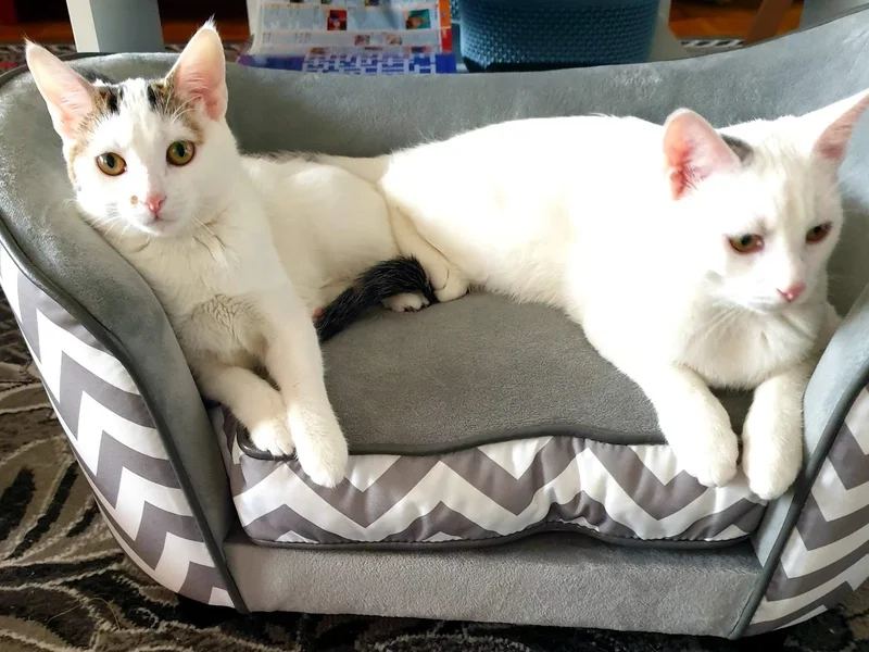 Tierärztliche Gemeinschaftspraxis MVDr. Marek Benetka & Claudia Brüning