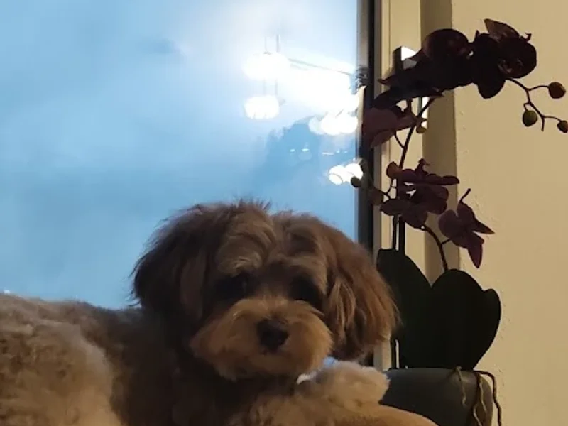 Universität Hohenheim Tierärztliche Praxis