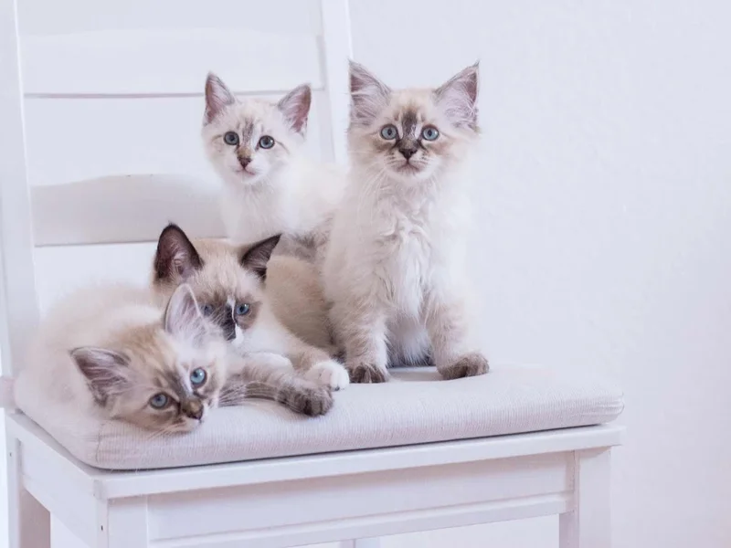 Kleintierpraxis Dr. med. vet. Nina Müller, Fachtierärztin für Klein- und Heimtiere, Augenheilkunde