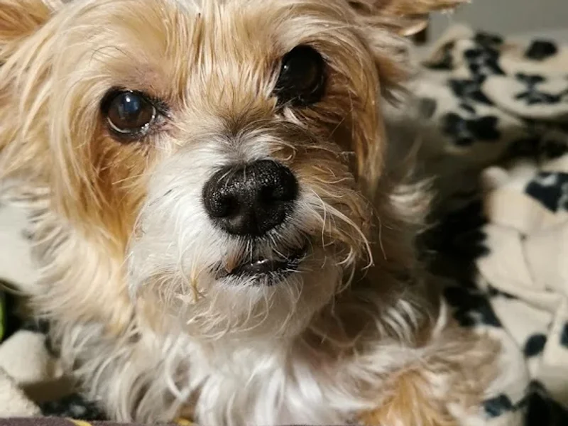 Kleintierpraxis Dr. Späth