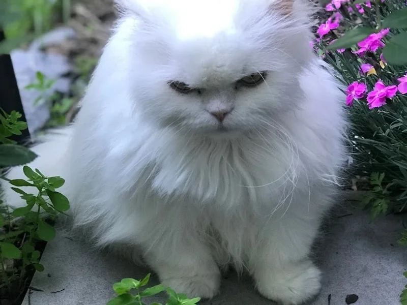 Tierambulatorium in Düsseldorf Prof. Dr. Sager/ Dr. Wingerning Tierärztliche Gem.-Praxis