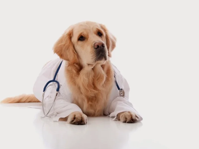 Tierarztpraxis Dr. Pintar