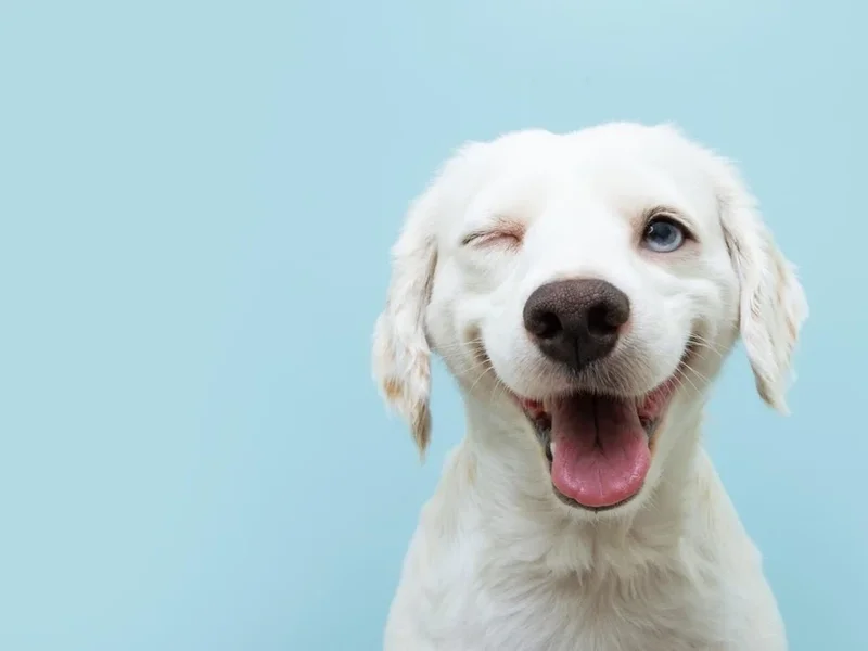 Die Kleintierärzte Düsseldorf