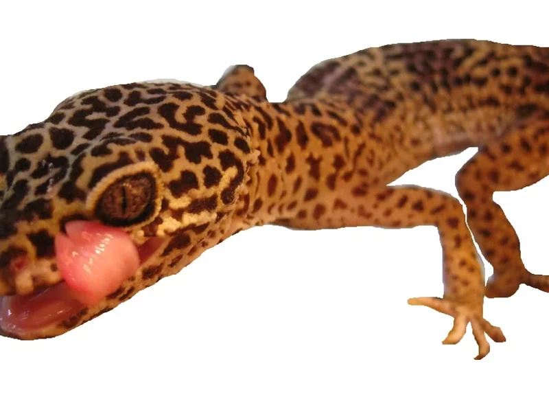 Reptilientierarzt Kornelis Biron