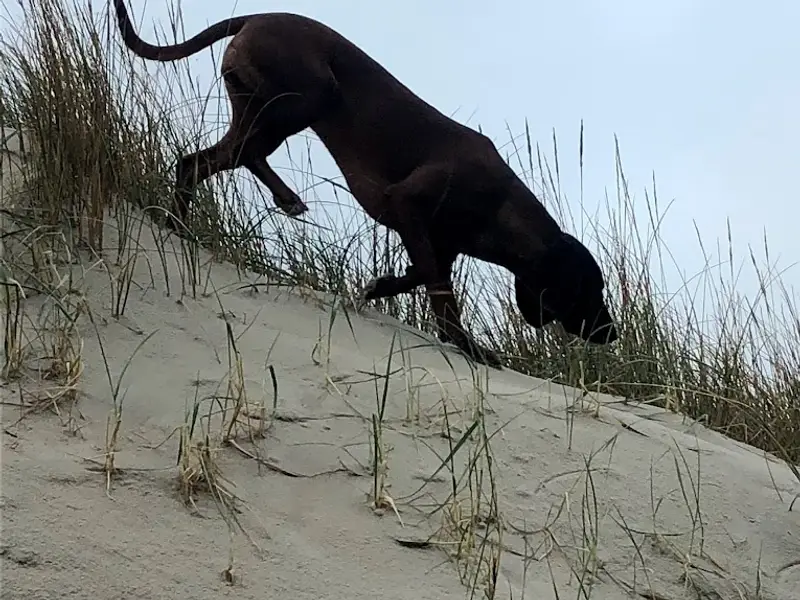 Hundeschule Stuttgart - Treffpunkt Hund