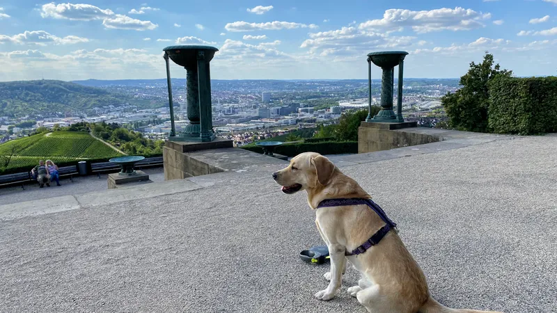 Hundeschule Kesselschnauzen Stuttgart