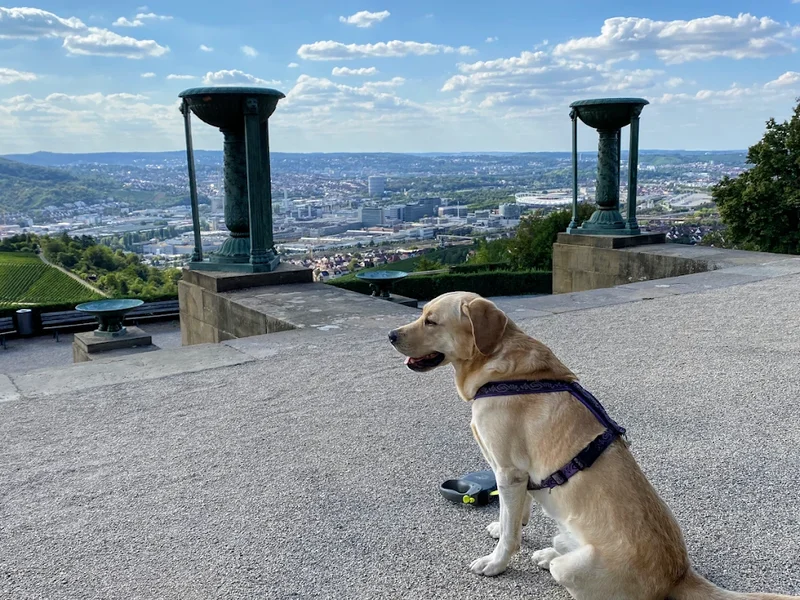 Hundeschule Kesselschnauzen Stuttgart