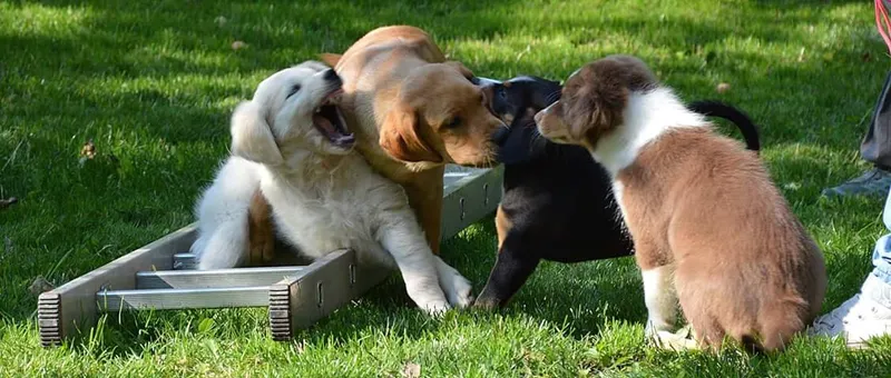 Hundeschule im Ländle