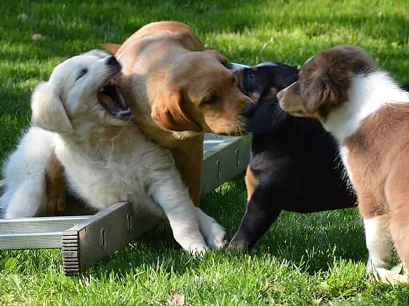 Hundeschule im Ländle