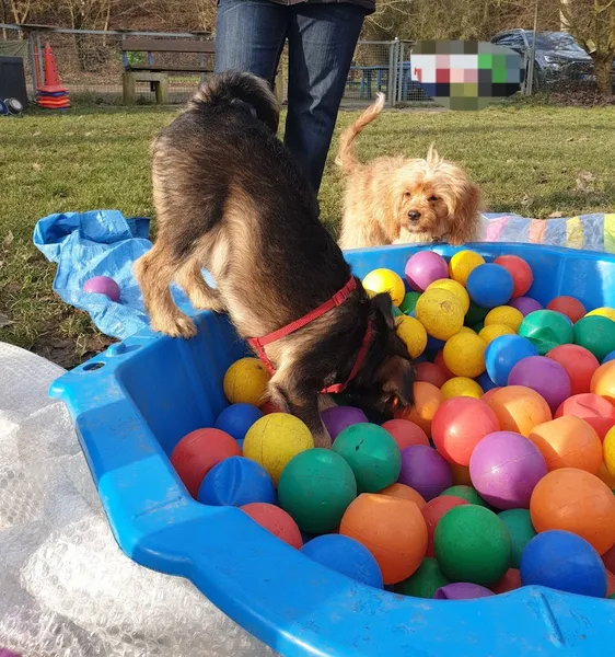 Die Hunde AG (früher: 360 Grad Hund Herum)