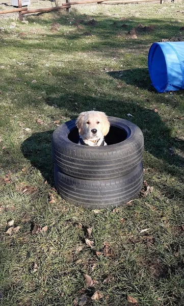 Hundeschule HundeArt