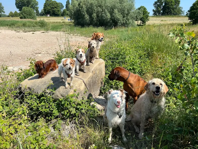 Stadtwölfe Düsseldorf