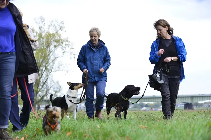 DGHunde, Hundeschule, Welpenschule, Verhaltensberatung Düsseldorf