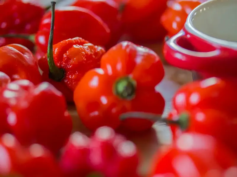 Casita Mexicana Bilk