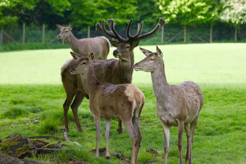 Wildpark Düsseldorf Grafenberg