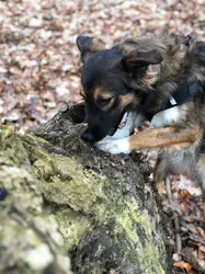 Liste 5 hundeschulen in Braunsfeld Köln⁠