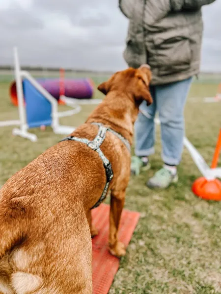 Hundeschule Dog-Club.eu