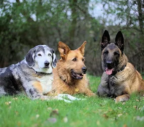 Liste 5 hundeschulen in Vingst Köln⁠