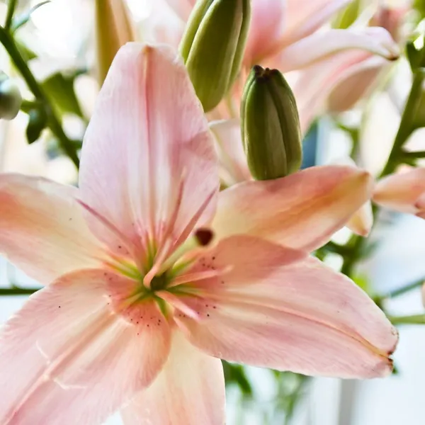 Florista Navarro