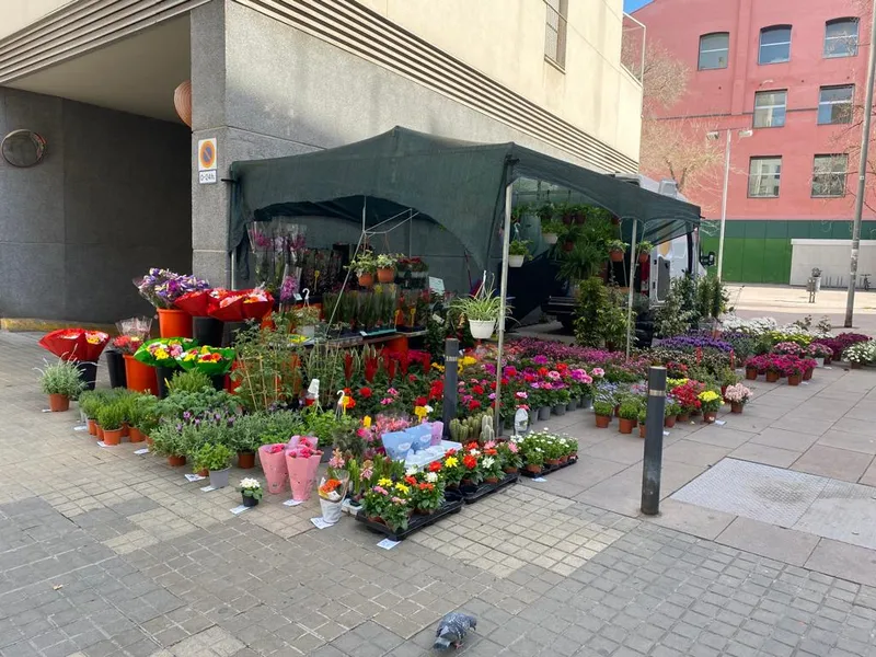 Flors i Plantes Araceli