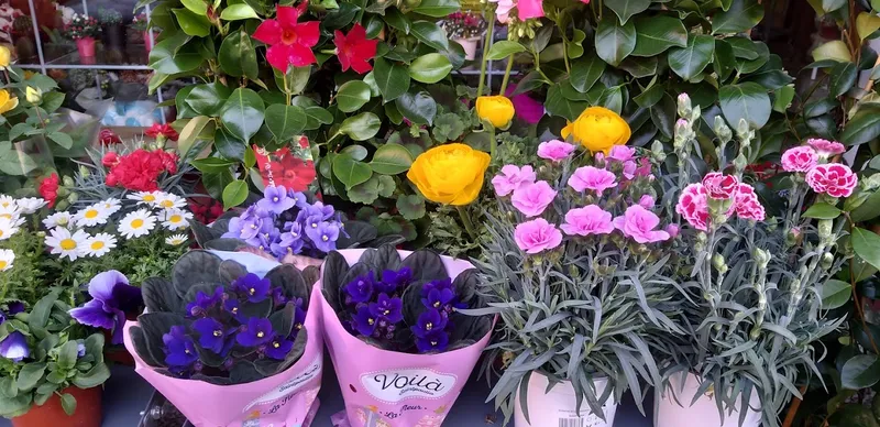 Flores y plantas Rafel's